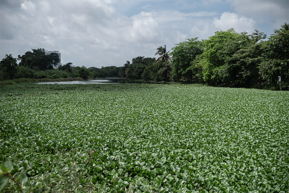 ஜப்பான் ஜபர (Water Hyacinth) ஊடாக வாழ்வாதார வாய்ப்புகளை உருவாக்கும் ‘Hyacinthesis’ ஊக்குவிப்புத் திட்டம் ஆரம்பம் screenshot