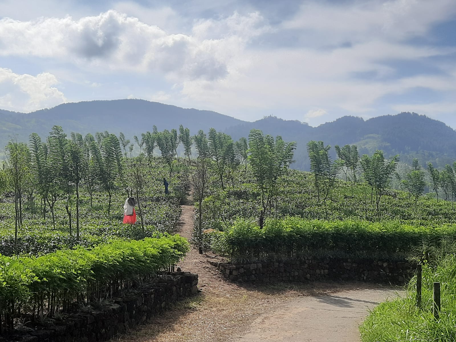 Kenilworth Estate: Crafting premium Ceylon tea through innovation and heritage