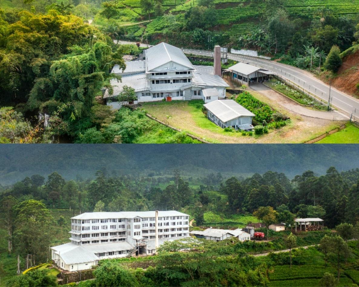 Talawakelle Tea Estates PLC Achieves International Organic Certification for Great Western and Logie Teas